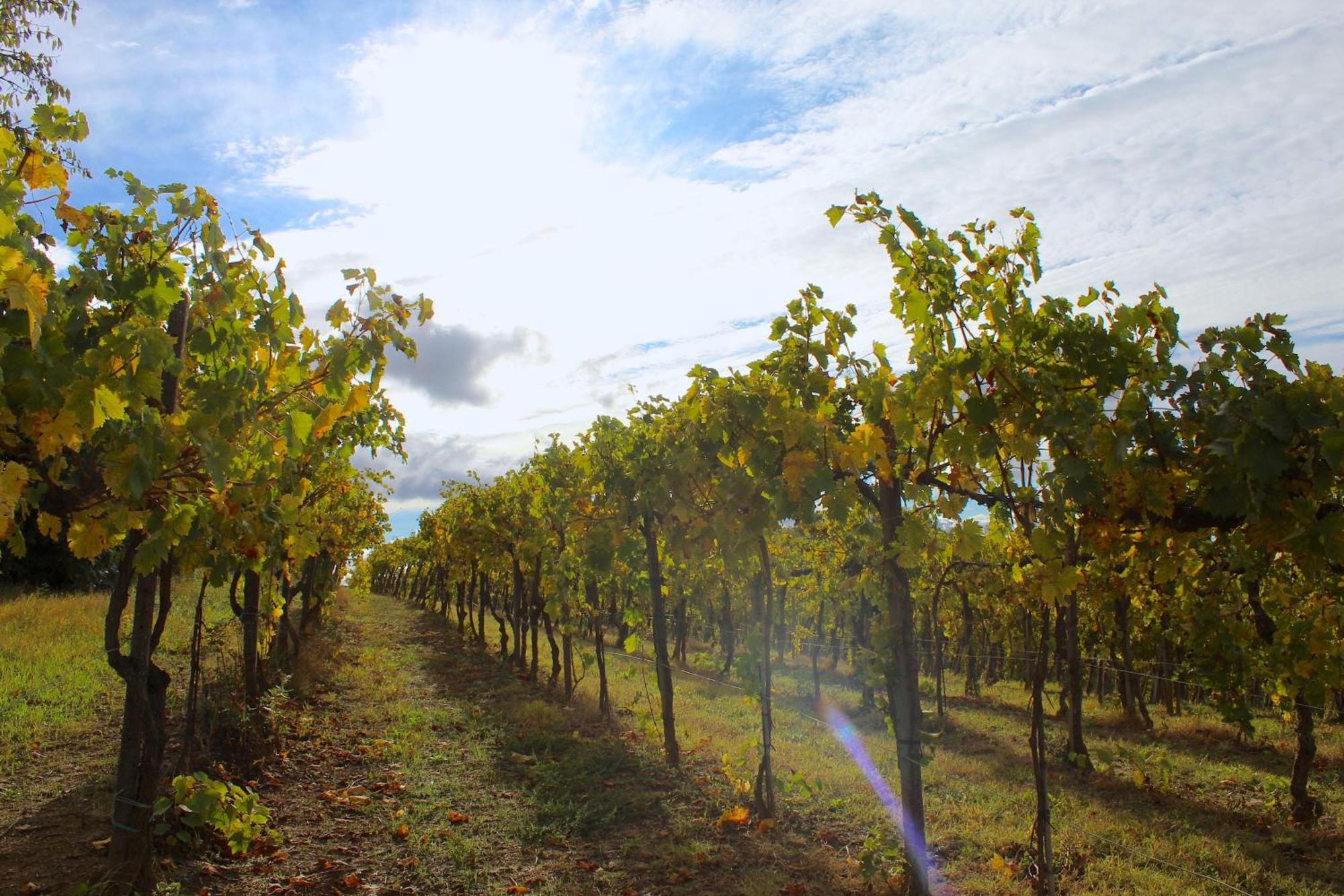 Amazing Langhe And Monferrato | House With Garden Villa Calamandrana Bagian luar foto
